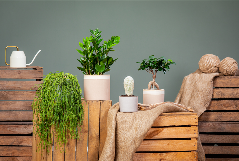 Verschiedene Zimmerpflanzen Verschiedene Zimmerpflanzen