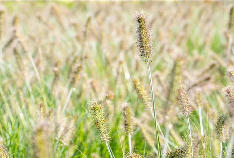 Pennisetum alopecuroides 'Hameln' Pennisetum alopecuroides 'Hameln'