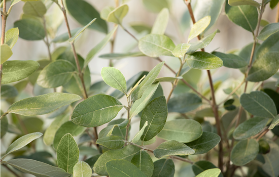 Mediterrane Pflanzen kaufen und nie wieder in den Urlaub wollen Mediterrane Pflanzen kaufen und nie wieder in den Urlaub wollen