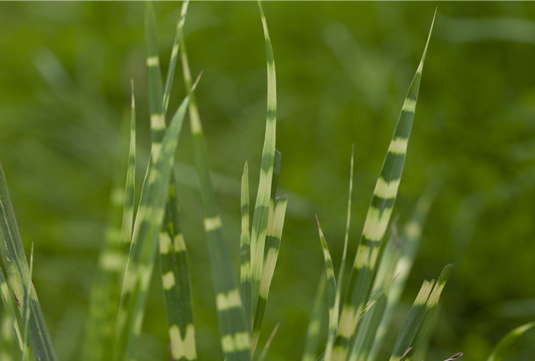 Miscanthus sinensis 'Zebrinus' Miscanthus sinensis 'Zebrinus'