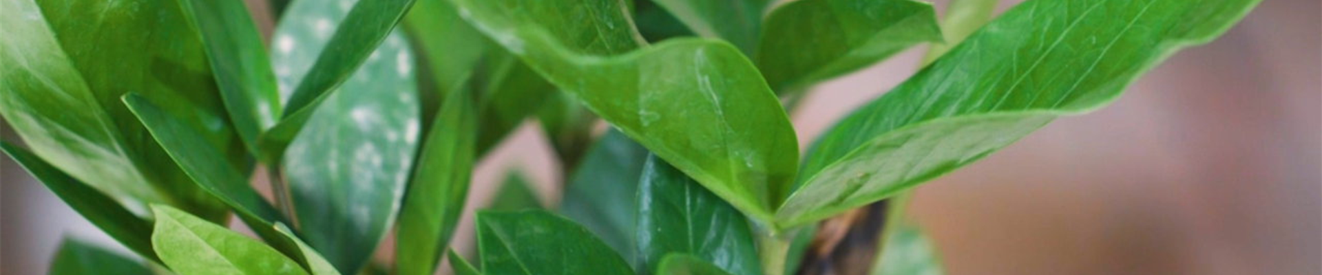 Glücksfeder - Umtopfen (Thumbnail) Glücksfeder - Umtopfen (Thumbnail)