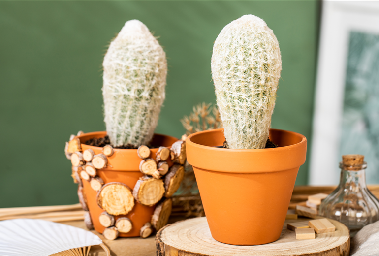 Espostoa melanostele Espostoa melanostele