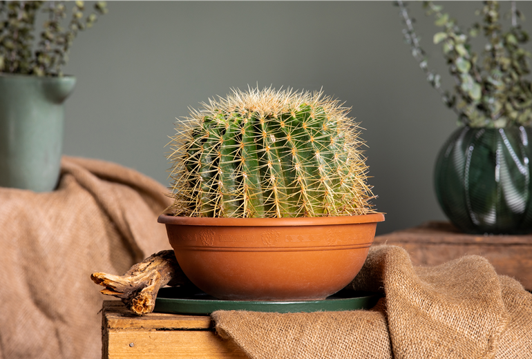 Echinocactus grusonii Echinocactus grusonii