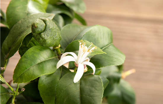 Mediterrane Pflanzen pflegen und das Mittelmeer erleben Mediterrane Pflanzen pflegen und das Mittelmeer erleben