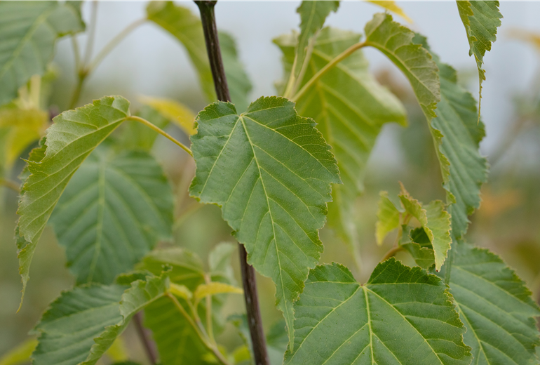 Acer davidii