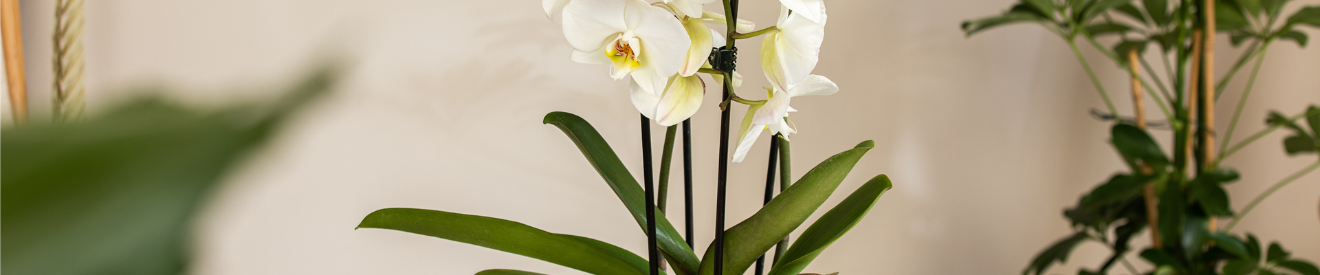 Phalaenopsis 'Elegant Cascade'