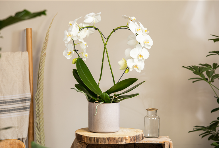 Phalaenopsis, Herz