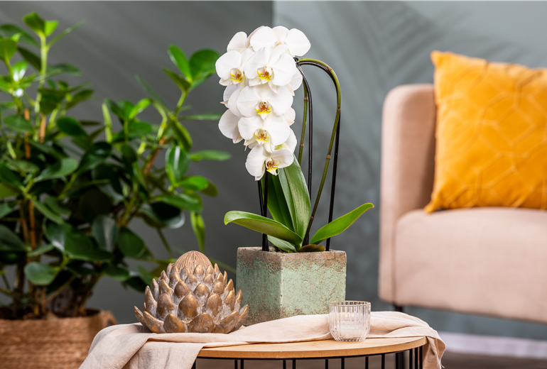 Phalaenopsis 'Elegant Cascade'