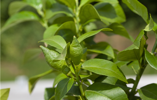 Mediterrane Pflanzen schneiden – So bleibt alles jung und gesund Mediterrane Pflanzen schneiden – So bleibt alles jung und gesund