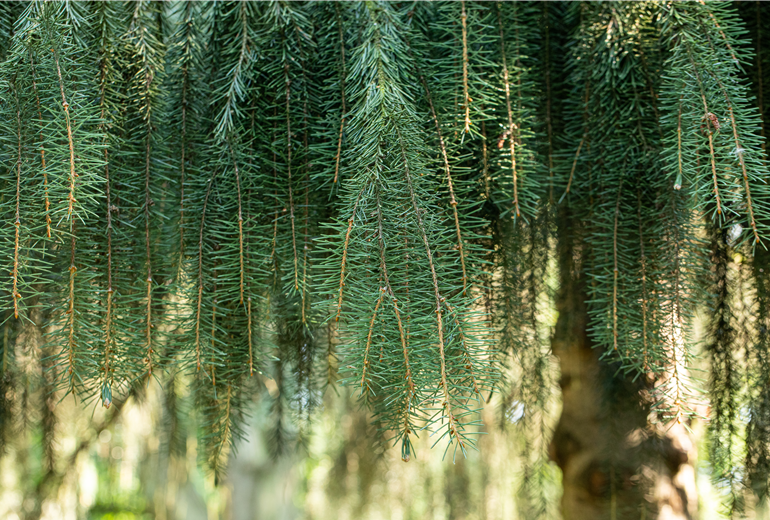 Picea breweriana
