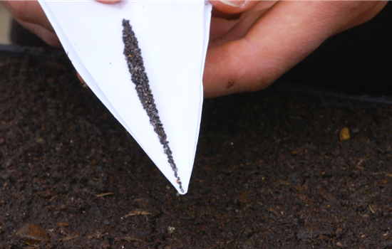 Zitronenmelisse - Aussaat Zitronenmelisse - Aussaat