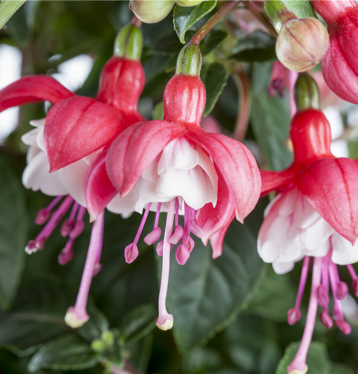 Hängende Fuchsie Hängende Fuchsie