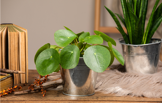 Die besonderen Eigenschaften von Zimmerpflanzen kennenlernen Die besonderen Eigenschaften von Zimmerpflanzen kennenlernen