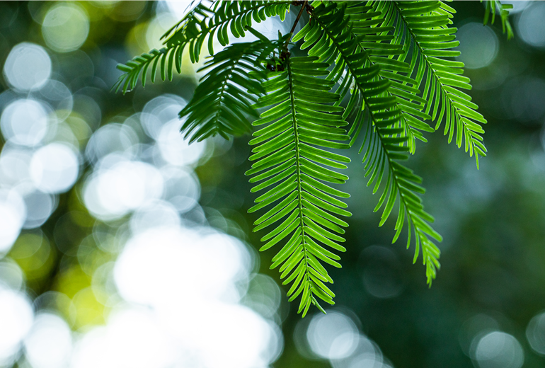 Metasequoia glyptostroboides