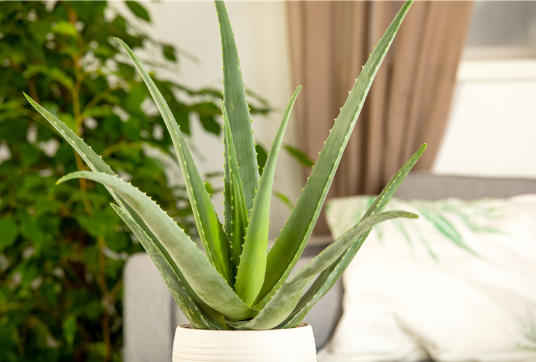 Aloe vera barbadensis miller Aloe vera barbadensis miller