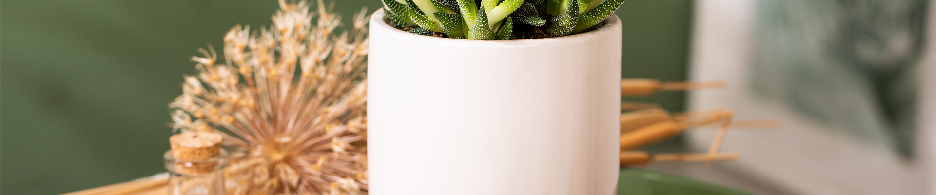 Haworthia attenuata var. radula Haworthia attenuata var. radula