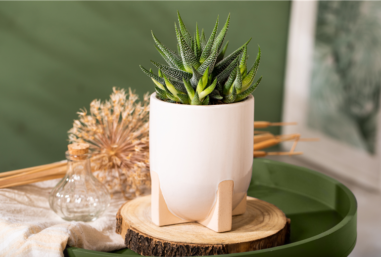 Haworthia attenuata var. radula Haworthia attenuata var. radula