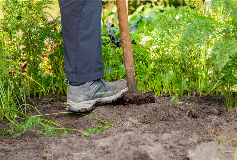 Gemüseernte - Karotten mit Spaten lockern Gemüseernte - Karotten mit Spaten lockern