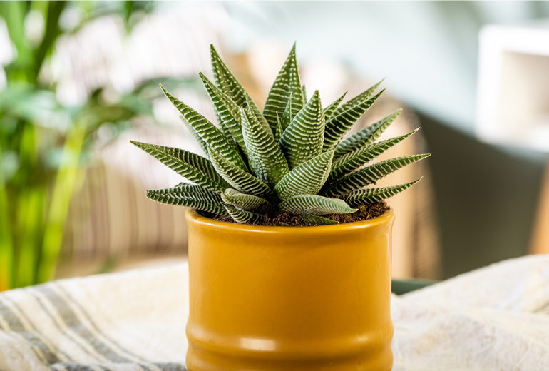 Haworthia 'Spider White' Haworthia 'Spider White'