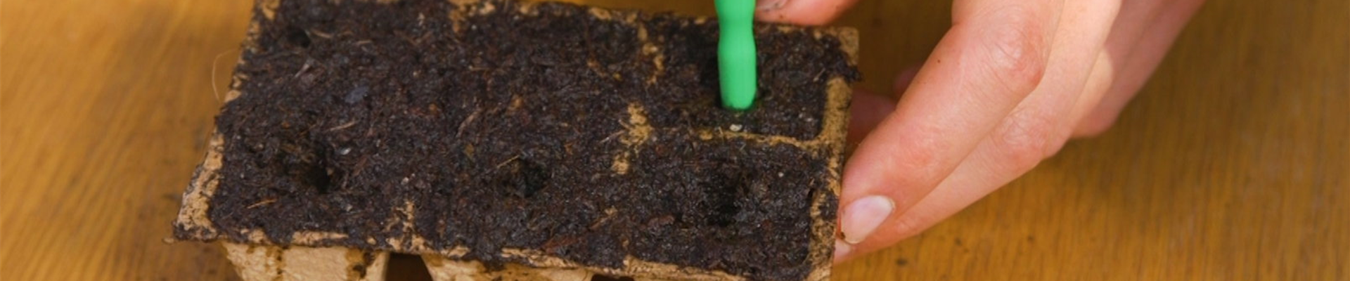 Romatomate - Aussaat (Thumbnail) Romatomate - Aussaat (Thumbnail)