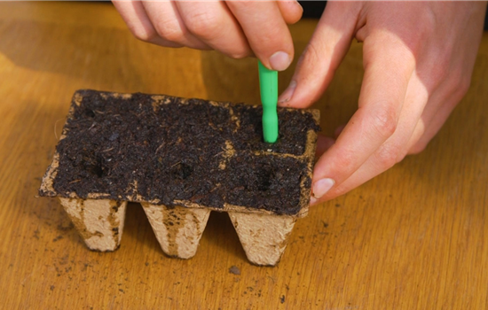 Romatomate - Aussaat Romatomate - Aussaat