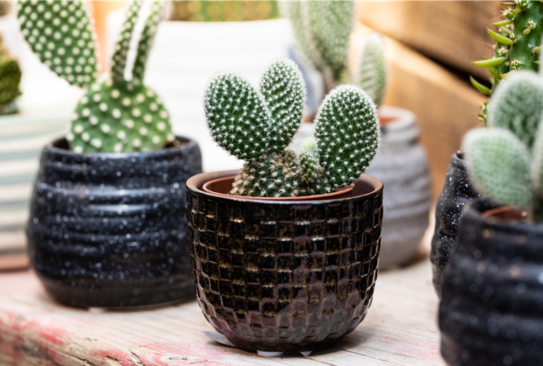 Opuntia microdasys var. albispina Opuntia microdasys var. albispina