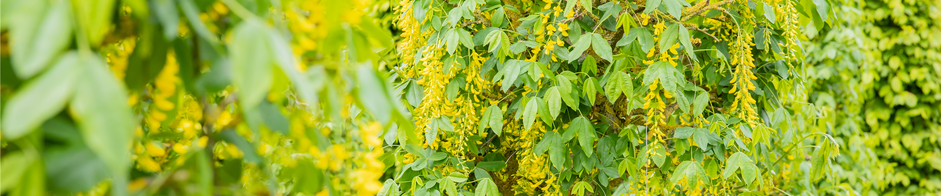 Laburnum anagyroides 'Fastigiata' Laburnum anagyroides 'Fastigiata'
