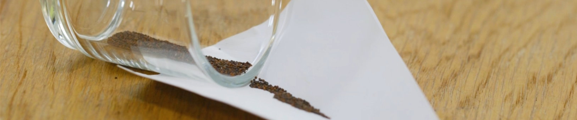 Thymian - Aussaat (Thumbnail)