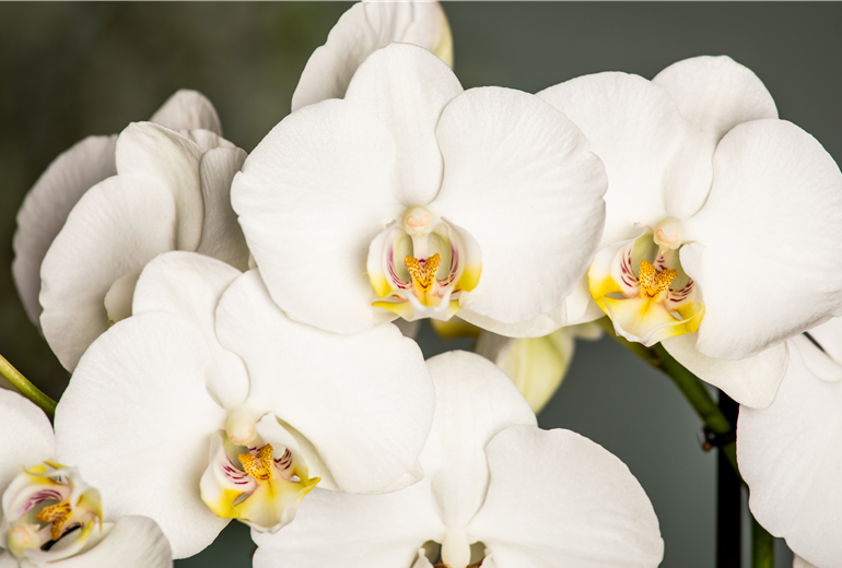Phalaenopsis, weiß