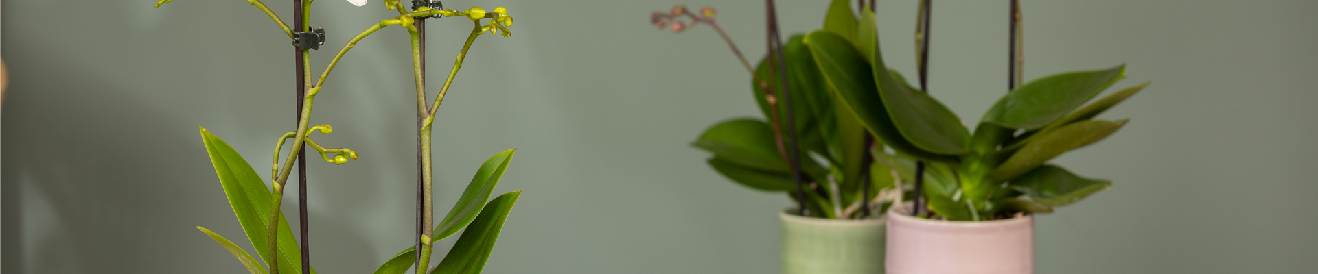 Phalaenopsis multiflora