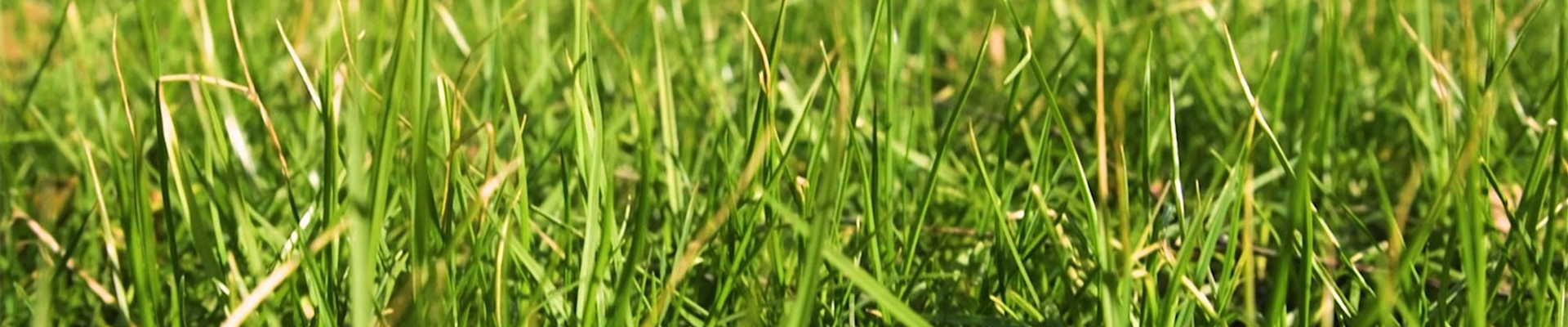 Rasen anlegen (Thumbnail)