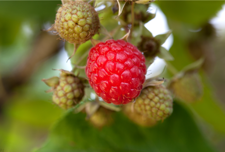 Rubus idaeus
