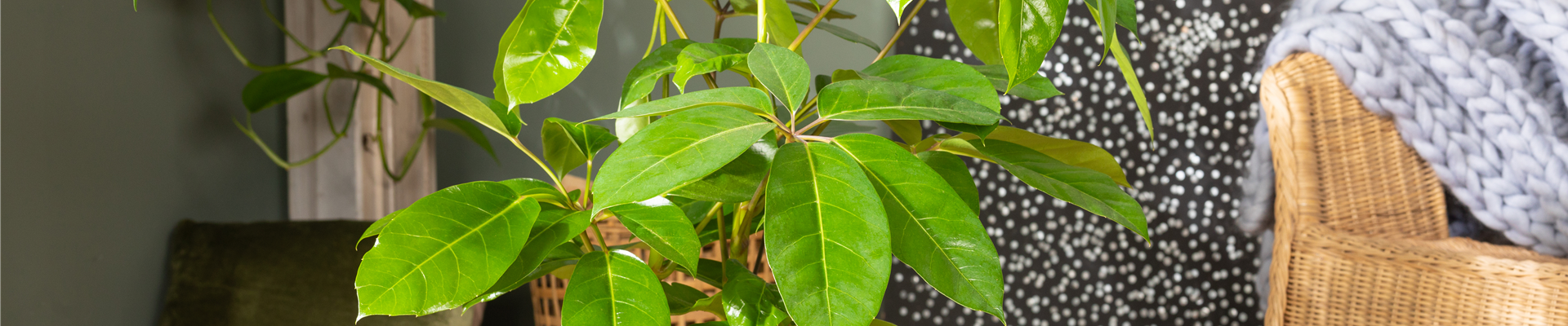 Schefflera arboricola 'Amate' Schefflera arboricola 'Amate'