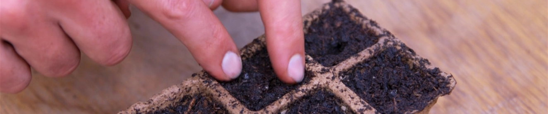 Jalapeno Paprika - Aussaat (Thumbnail) Jalapeno Paprika - Aussaat (Thumbnail)