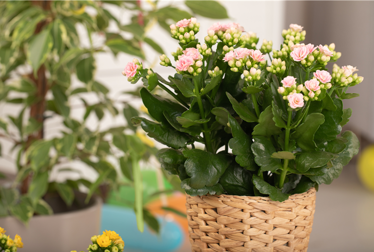 Kalanchoe blossfeldiana, rosa Kalanchoe blossfeldiana, rosa