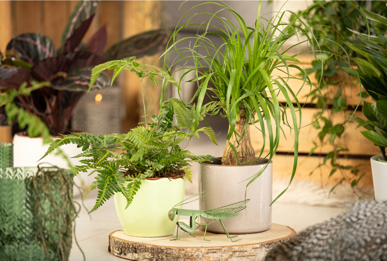 Davallia bullata, Beaucarnea recurvata Davallia bullata, Beaucarnea recurvata