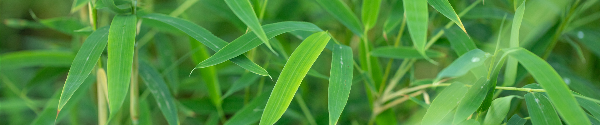 Fargesia rufa Fargesia rufa