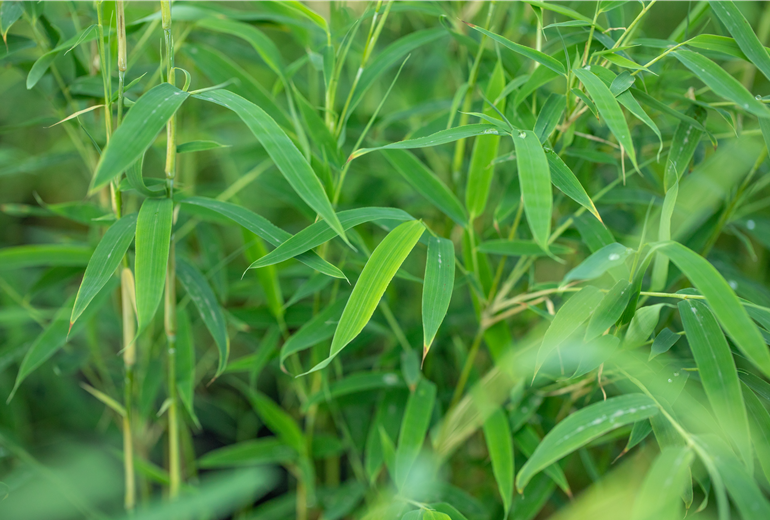 Fargesia rufa