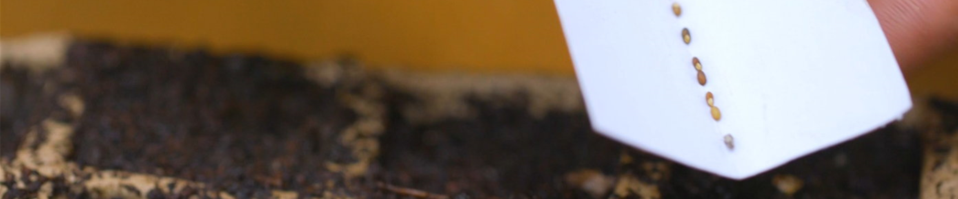 Rosmarin - Aussaat (Thumbnail) Rosmarin - Aussaat (Thumbnail)