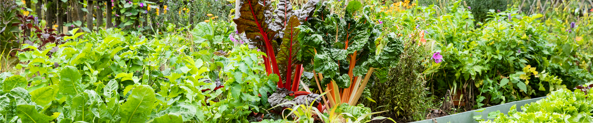 Gemüsegarten  Gemüsegarten