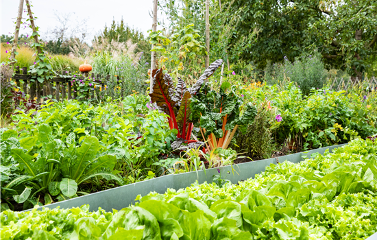 Kräuter und Gemüse für jeden Standort finden und pflanzen Kräuter und Gemüse für jeden Standort finden und pflanzen