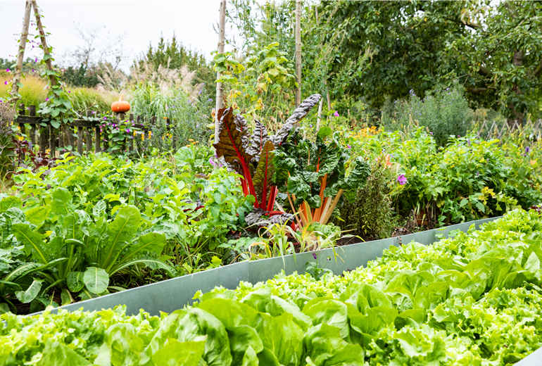 Gemüsegarten  Gemüsegarten