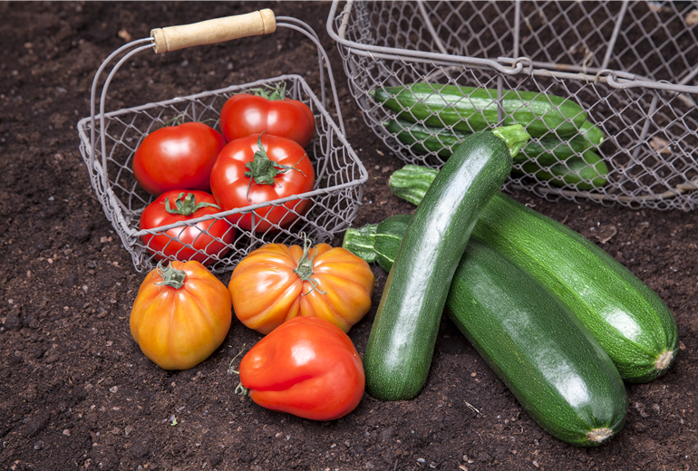 Solanum lycopersicum, Cucurbita pepo subsp. pepo convar. giromontiina Solanum lycopersicum, Cucurbita pepo subsp. pepo convar. giromontiina