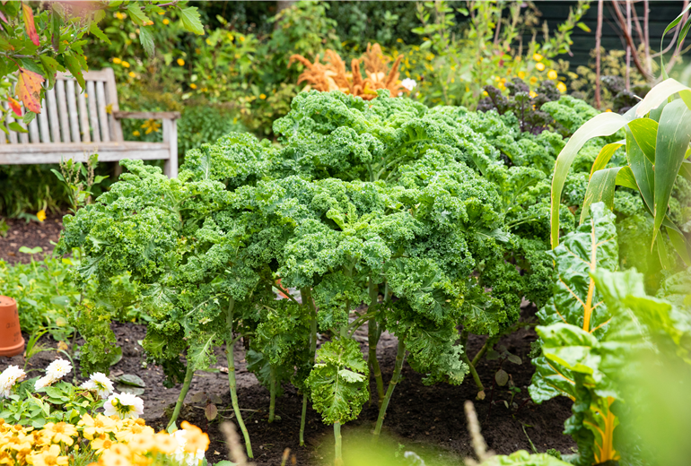 Brassica oleracea var. sabellica Brassica oleracea var. sabellica