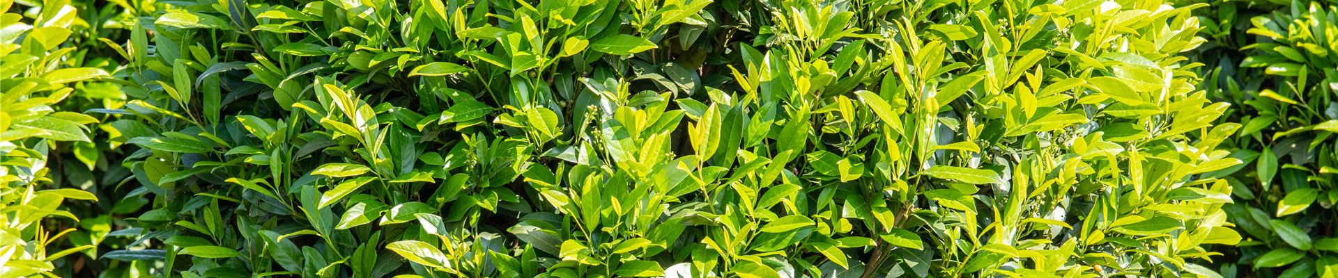 Prunus laurocerasus 'Caucasica' Prunus laurocerasus 'Caucasica'