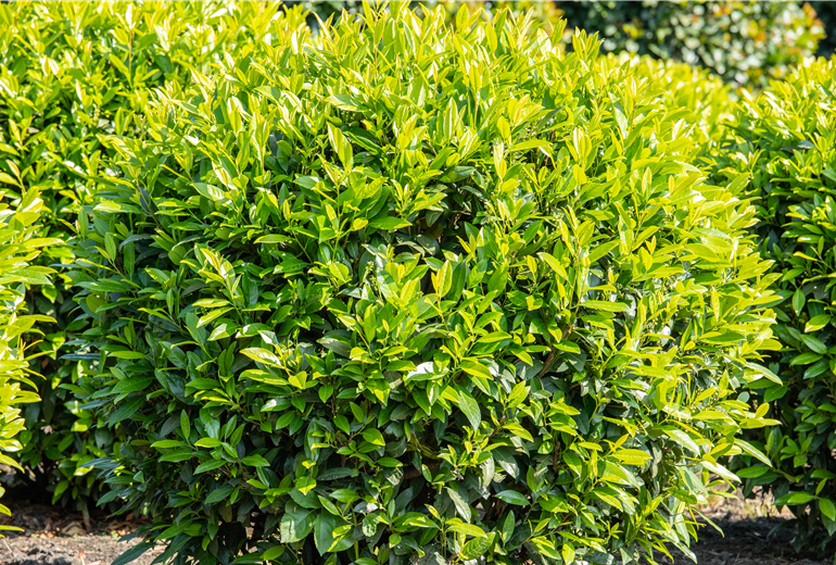 Prunus laurocerasus 'Caucasica' Prunus laurocerasus 'Caucasica'