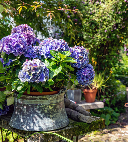 Hortensien pflanzen und pflegen leicht gemacht Hortensien pflanzen und pflegen leicht gemacht
