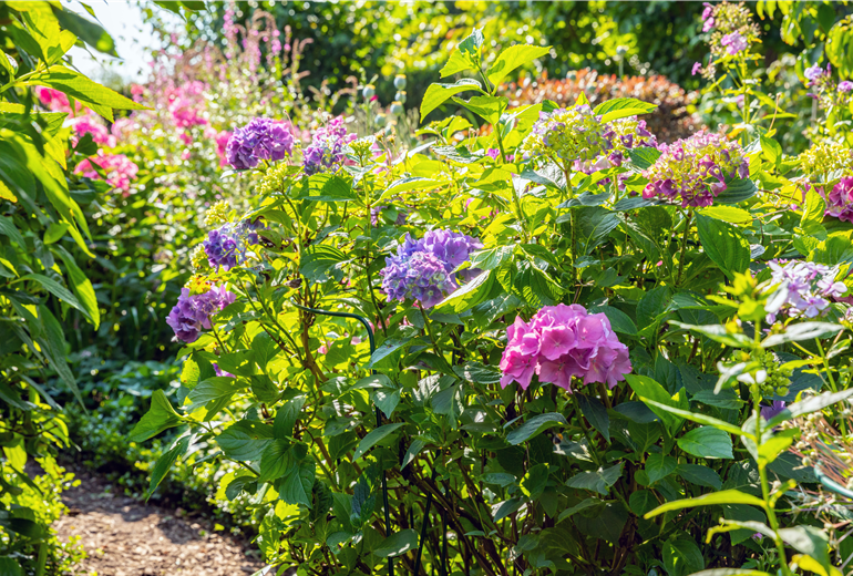 Hydrangea macrophylla