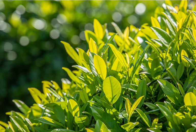 Prunus laurocerasus 'Caucasica' Prunus laurocerasus 'Caucasica'