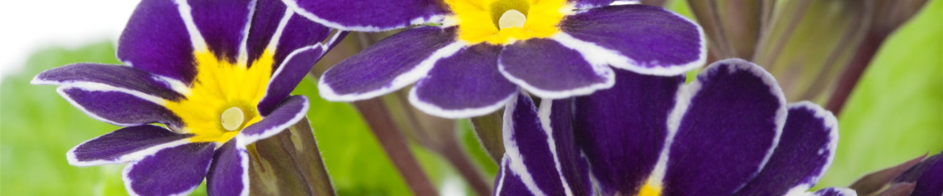 Schlüsselblume - Einpflanzen im Garten (Thumbnail)